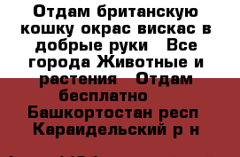 Отдам британскую кошку окрас вискас в добрые руки - Все города Животные и растения » Отдам бесплатно   . Башкортостан респ.,Караидельский р-н